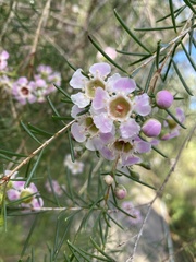 Chamelaucium uncinatum