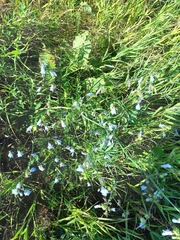 Adenophora liliifolia