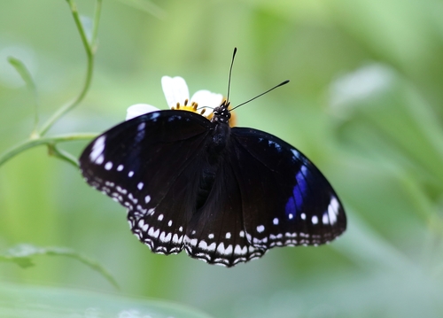 Great Eggfly