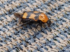 Euphoria fascifera