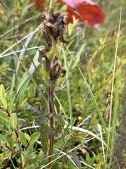 Pedicularis tristis