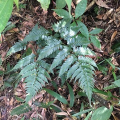 Dryopteris polita