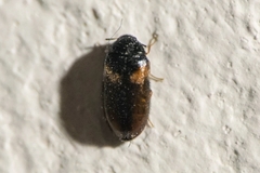 Reesa vespulae