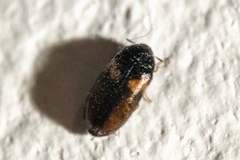 Reesa vespulae