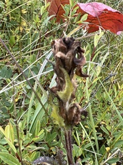 Pedicularis tristis