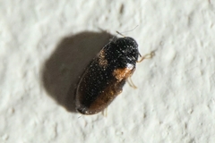 Reesa vespulae