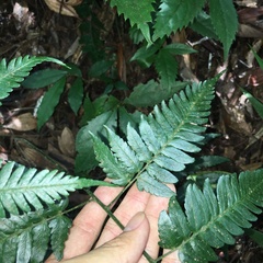 Dryopteris polita