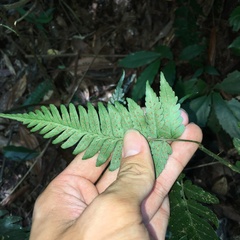 Dryopteris polita