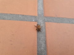 Apis mellifera