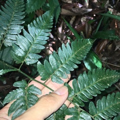 Dryopteris polita