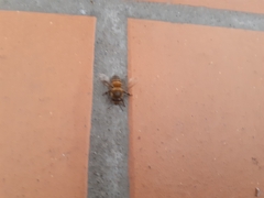 Apis mellifera