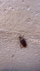 Periplaneta americana