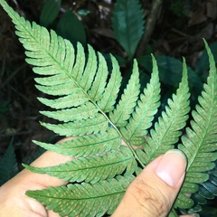 Dryopteris polita
