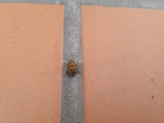 Apis mellifera