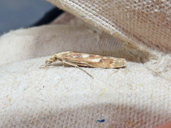 Occidentalia comptulatalis