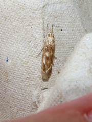 Occidentalia comptulatalis