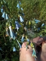 Adenophora liliifolia