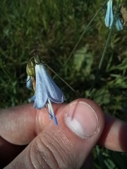 Adenophora liliifolia