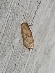 Platphalonidia
