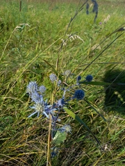 Eryngium planum