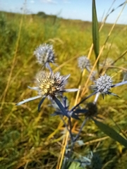 Eryngium planum