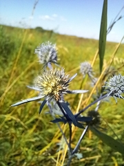 Eryngium planum