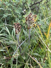 Pedicularis tristis