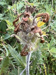 Pedicularis tristis