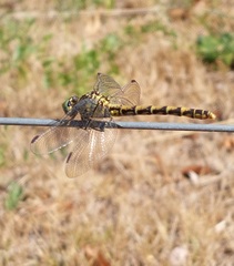 Onychogomphus forcipatus