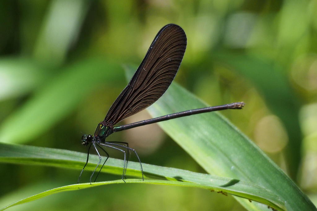 Atrocalopteryx atrata