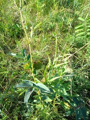 Sanguisorba officinalis