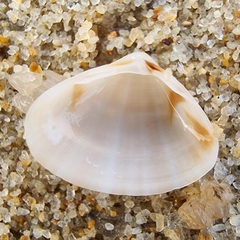 Mactra cuneata