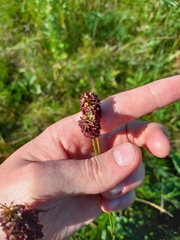 Sanguisorba officinalis