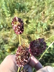 Sanguisorba officinalis