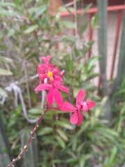 Epidendrum × obrienianum