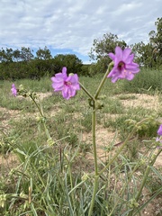 Mirabilis linearis linearis