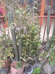 Epidendrum × obrienianum