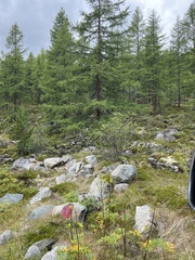 Hansenia mongholica