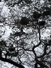 Leptoptilos crumenifer