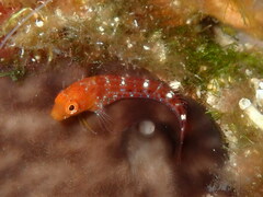 Zvonimir's Blenny photo 5