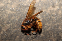 Vespa simillima xanthoptera