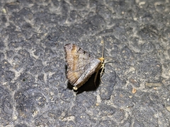 Macaria adonis