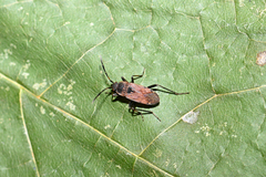 Panaorus adspersus