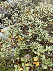 Rhododendron adamsii