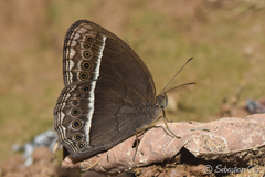 Mycalesis horsfieldi