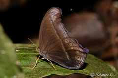 Coelites epiminthia