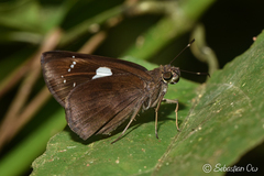 Notocrypta curvifascia