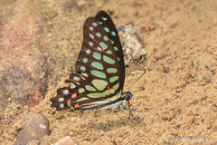 Graphium arycles