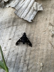 Xenox tigrinus