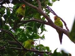 Eupsittula canicularis